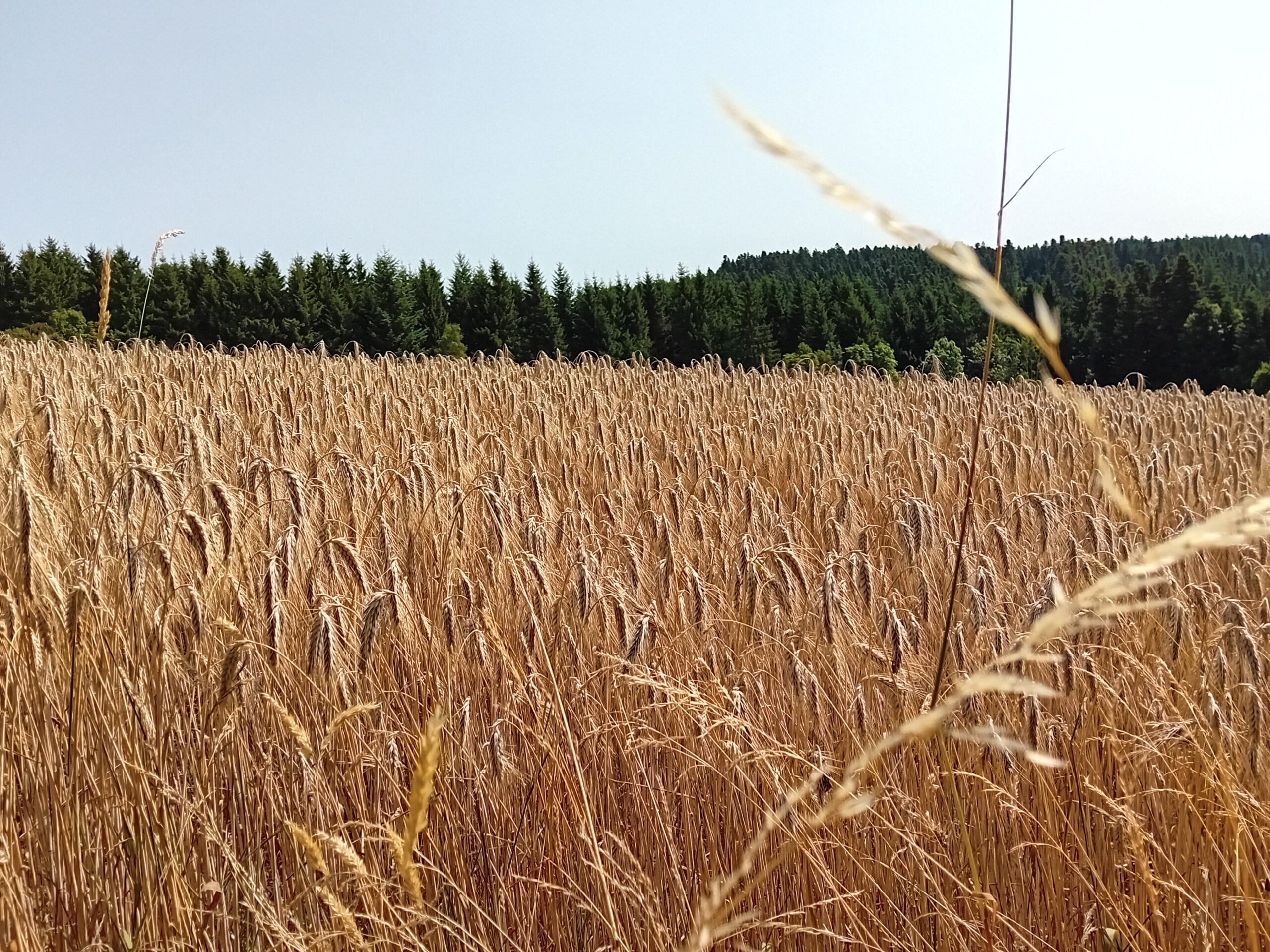 La Politique Agricole Commune et les négociations en cours
